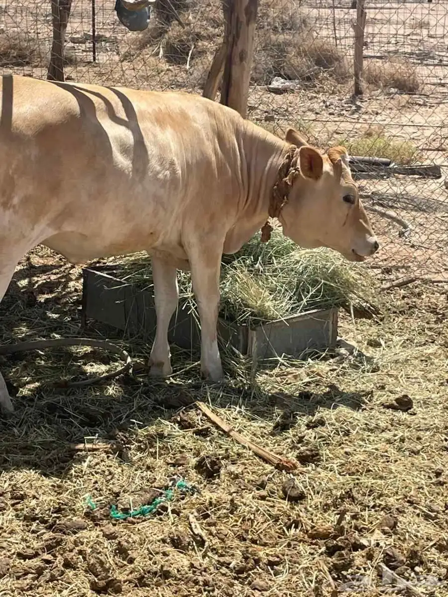 عجله للبيع سويسريه براون العمر عشره اشهر 0