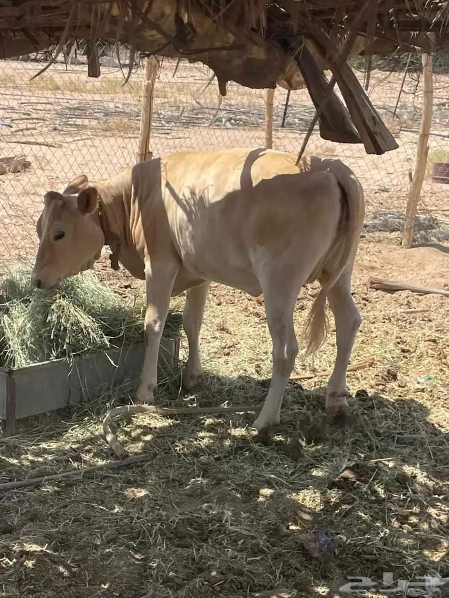عجله للبيع سويسريه براون العمر عشره اشهر 6