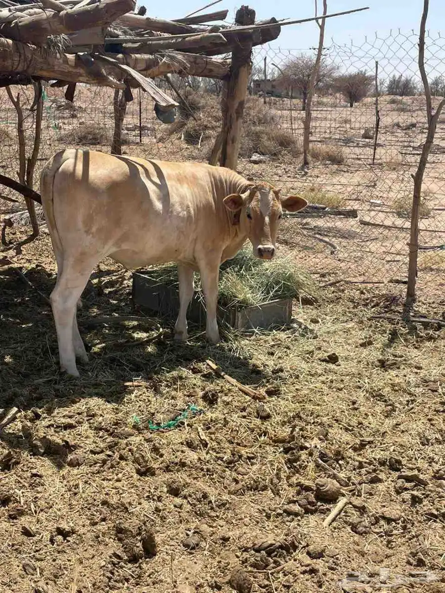 عجله للبيع سويسريه براون العمر عشره اشهر 4