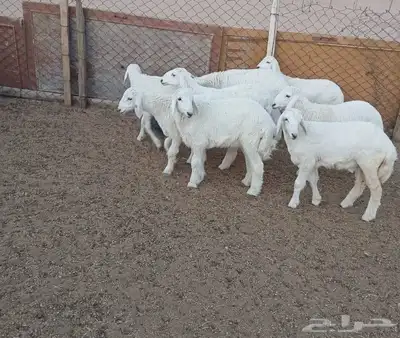 ارخال حريات عليها كل الشروط 2