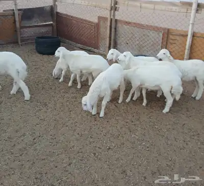 ارخال حريات عليها كل الشروط 1