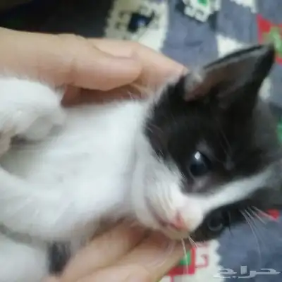 القطط للتبني العاجل مكه 2