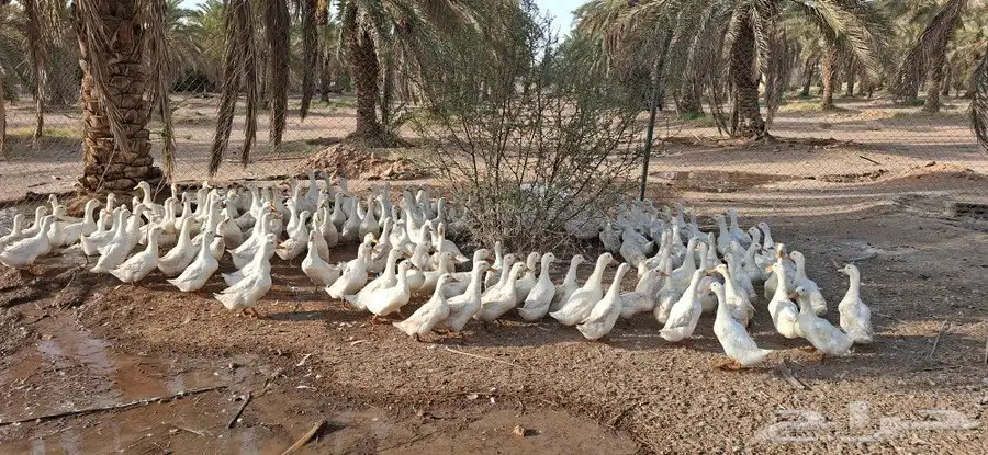 بط بيكيني حجم كبير index