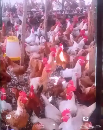 موجود اديك حجم كويس جدان 1