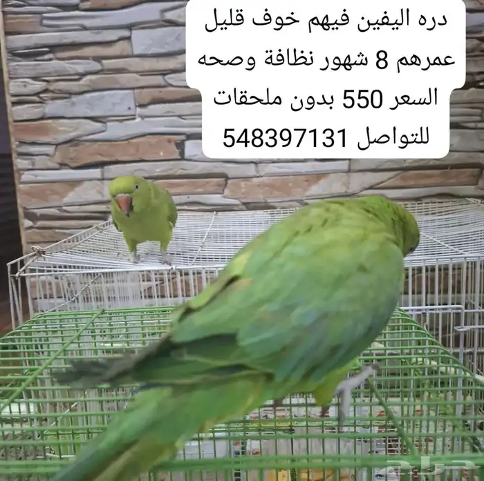 طيور وسير كهربائي و اجهزه الإلكتروني 0