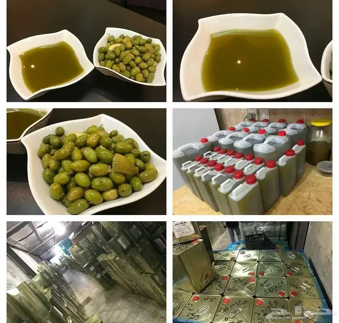 زيت زيتون فلسطيني نابلسي جبلي بعل على المطر عالي الجودة 9