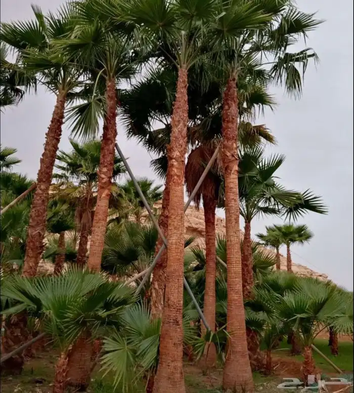 نخيل واشنطني جميع المقاسات ونوصل جميع مناطق المملكة بأسعار م 0