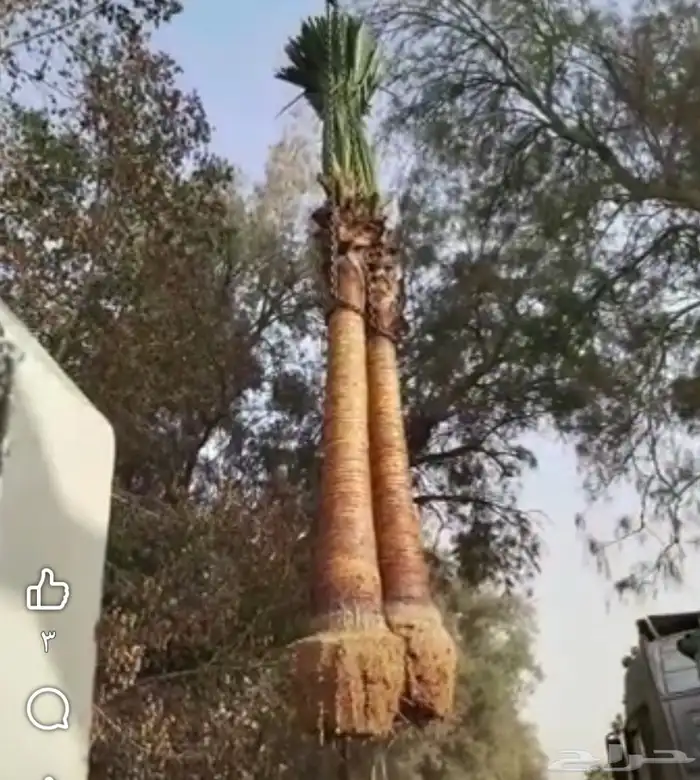 نخيل واشنطني جميع المقاسات ونوصل جميع مناطق المملكة بأسعار م 7