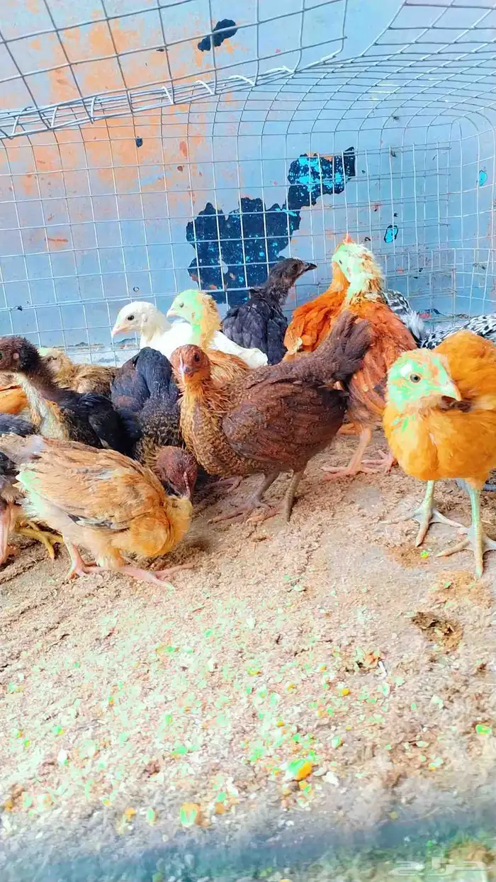 للبيع صوص بلدي 2