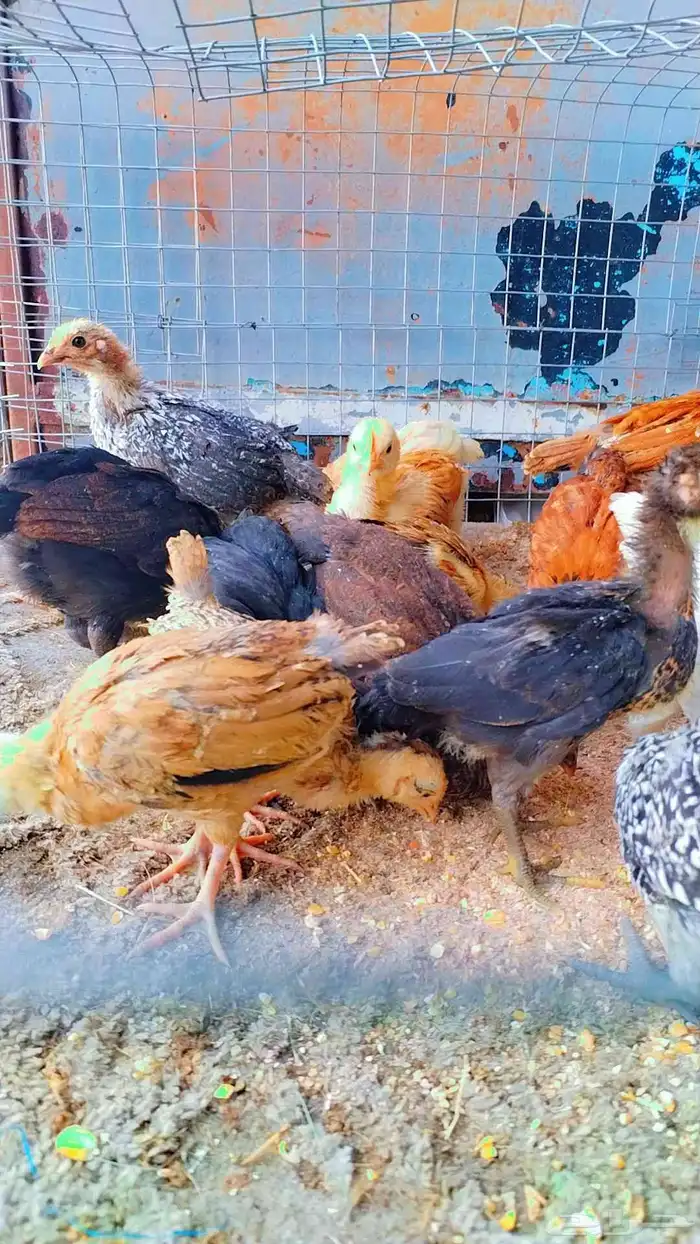 للبيع صوص بلدي 3