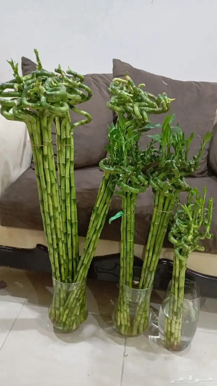 جميع مقاسات ساق البامبوا باقي كميه قليله عليها عروض 1