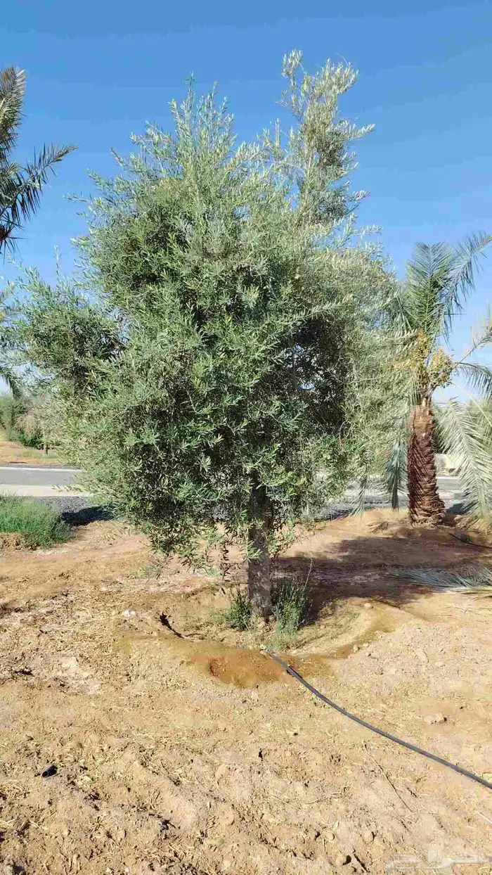 يوجد لدينا زيتون معمر مثمر جميع الأحجام ويوجد وسط ويوجد شتلا 4