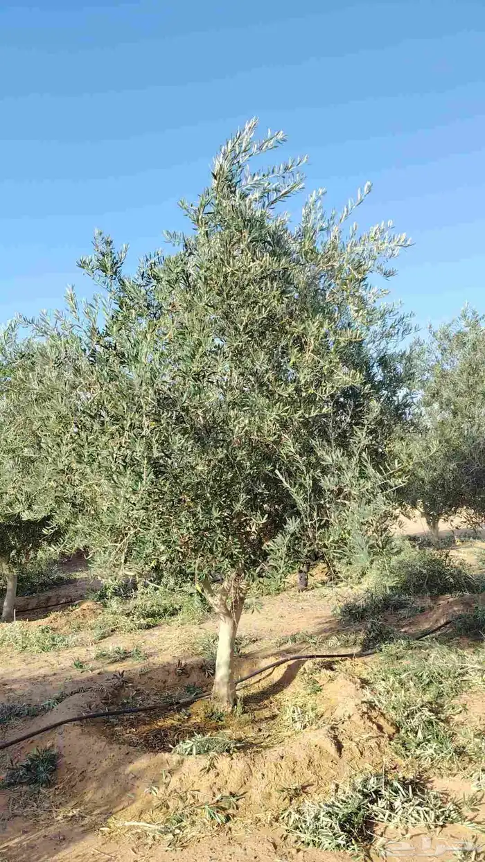 يوجد لدينا زيتون معمر مثمر جميع الأحجام ويوجد وسط ويوجد شتلا 8