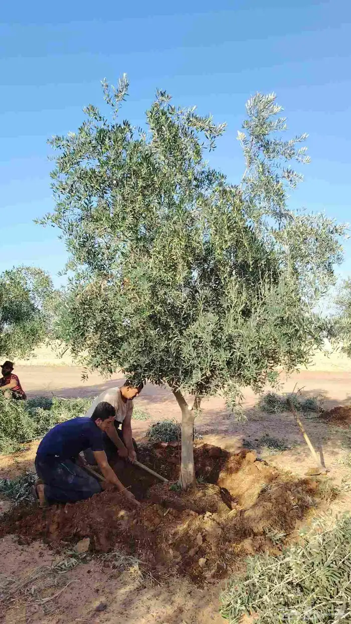 يوجد لدينا زيتون معمر مثمر جميع الأحجام ويوجد وسط ويوجد شتلا 9