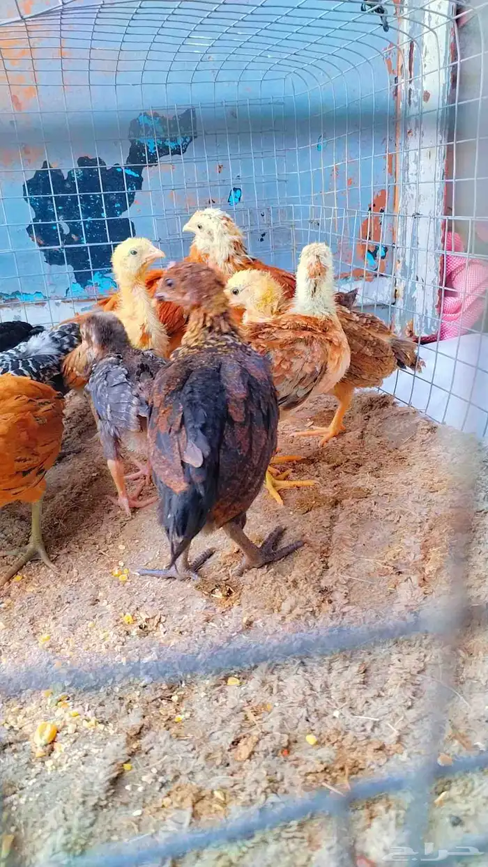 للبيع صوص بلدي 5