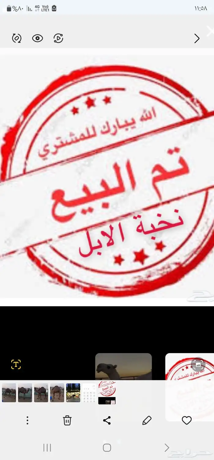 قعود مفرود للبيع .. تم البيع في الموقع 2