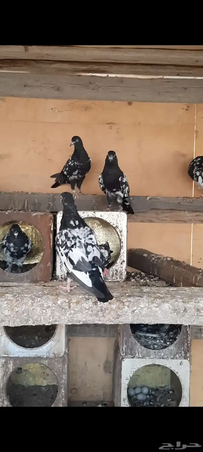 حمام باكستاني رامات مستوا عالي جدا ودم صافي شرط 9