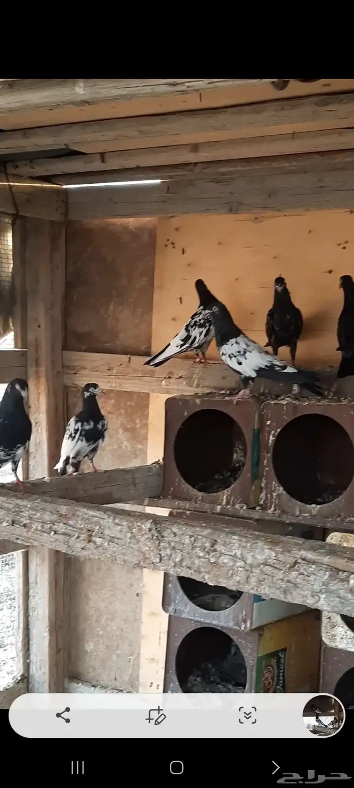 حمام باكستاني رامات مستوا عالي جدا ودم صافي شرط 3