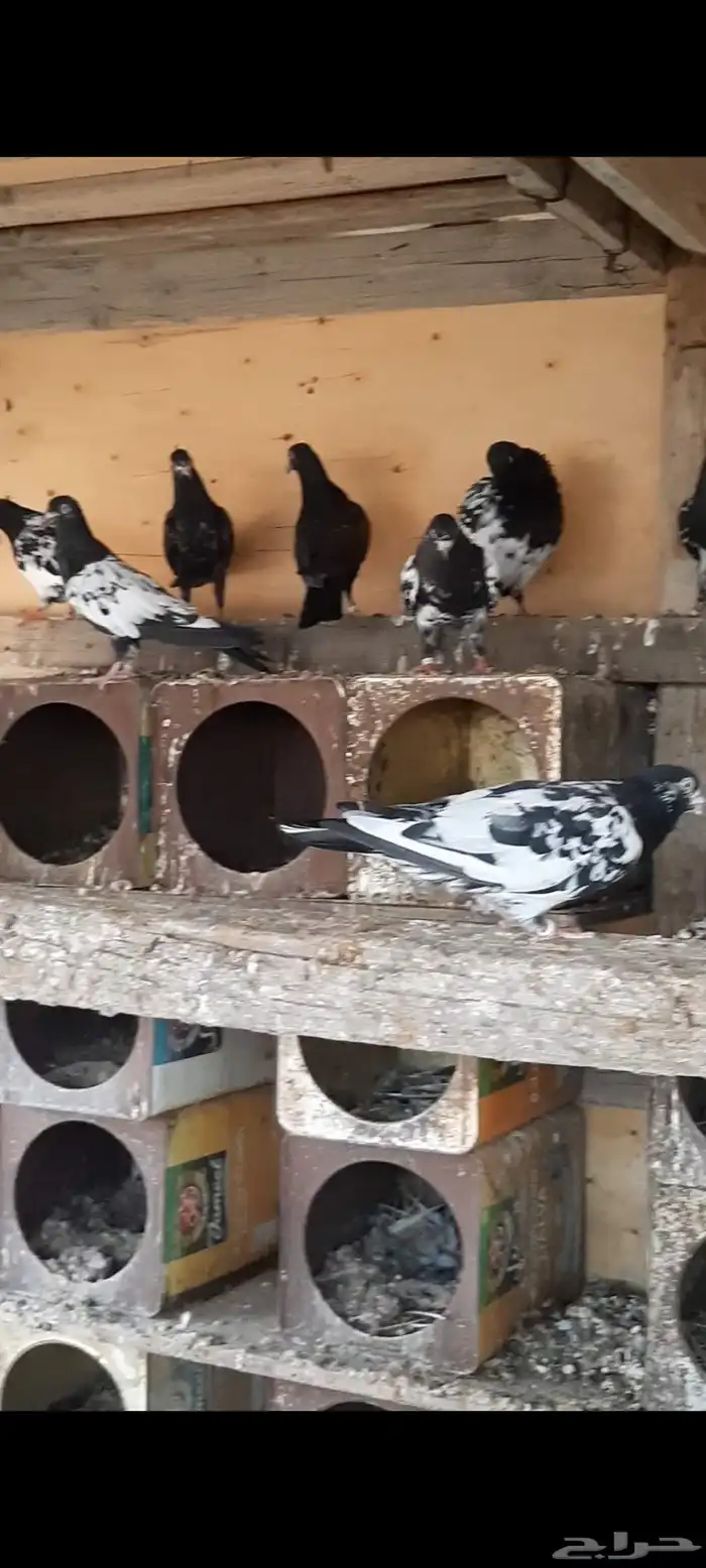 حمام باكستاني رامات مستوا عالي جدا ودم صافي شرط 1