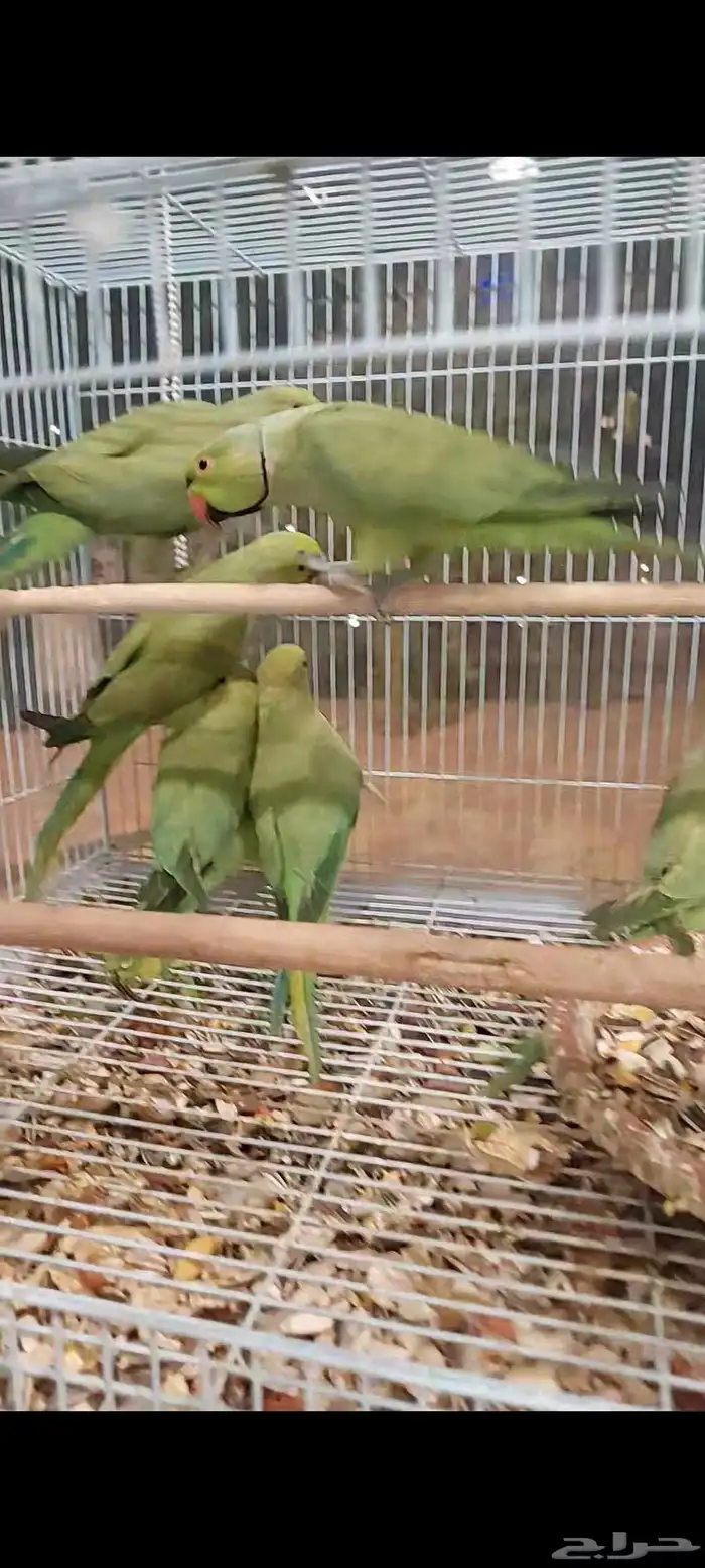 بغبغاء درة هندي 0