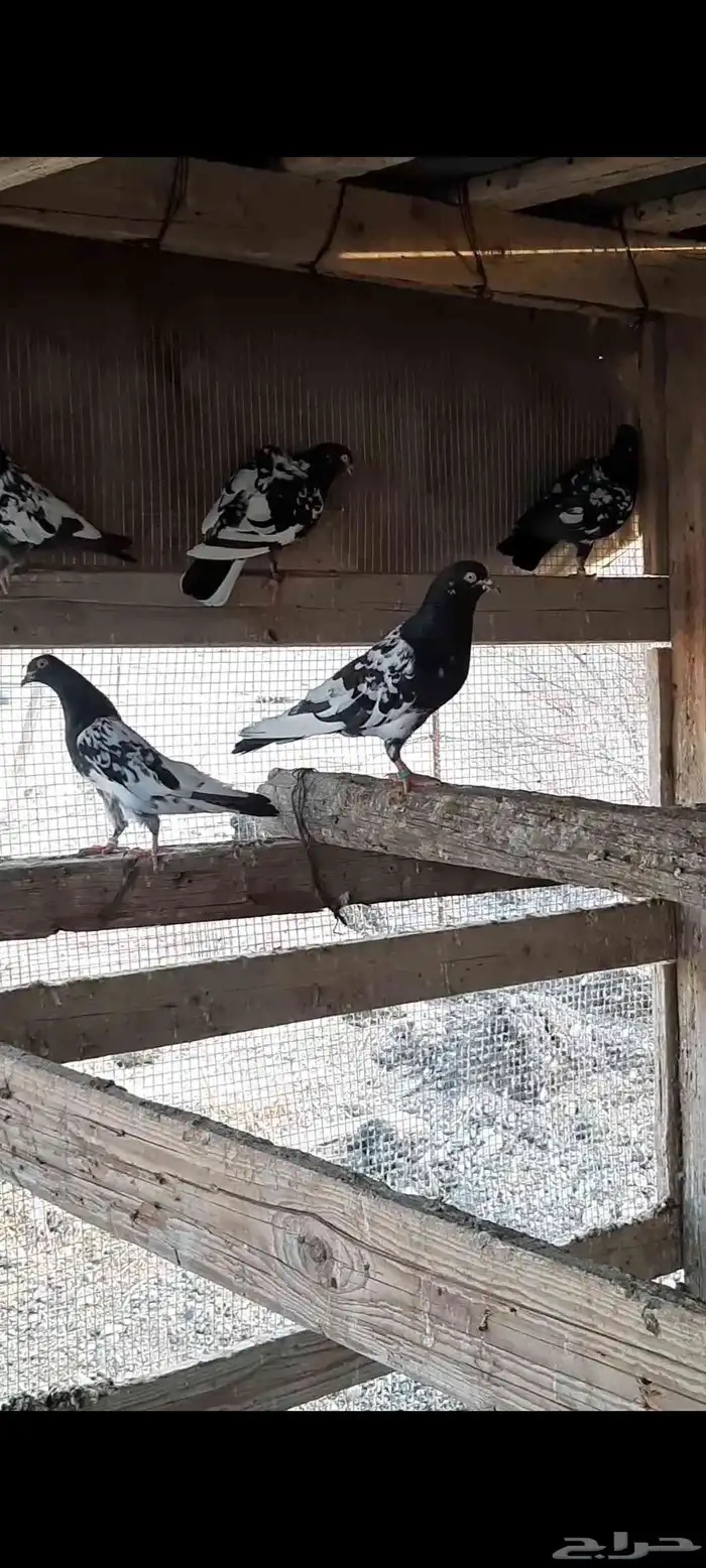 حمام باكستاني رامات مستوا عالي جدا ودم صافي شرط 10
