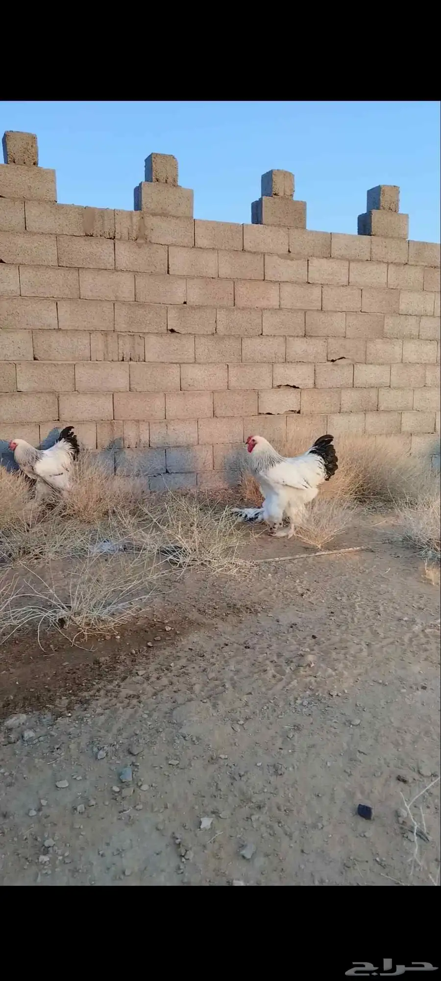 دجاج براهما كونك كلمبي اصلي منتج 3