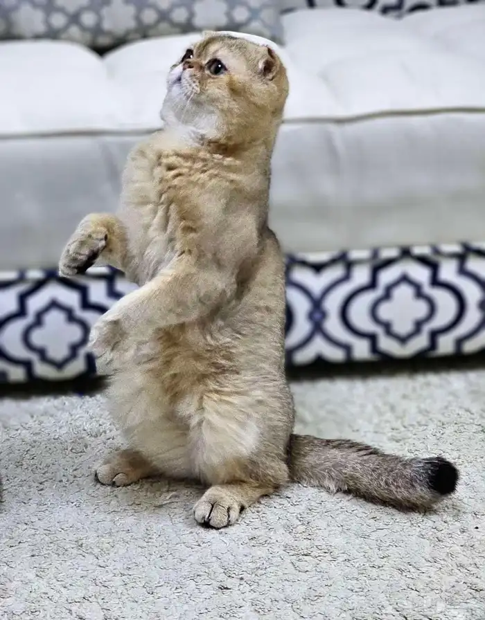 سكوتش فولد NY 11 ( تم البيع ) 2