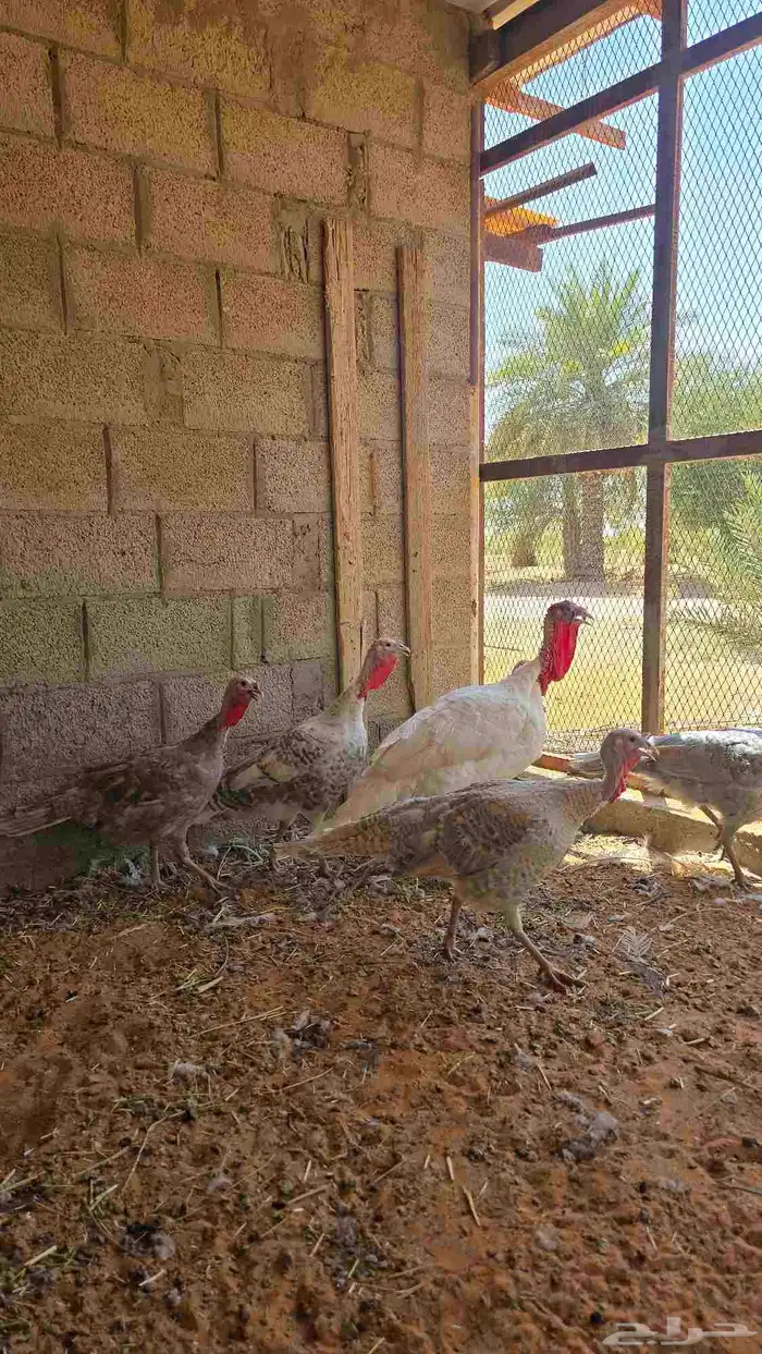 دجاج رومي بياض 1