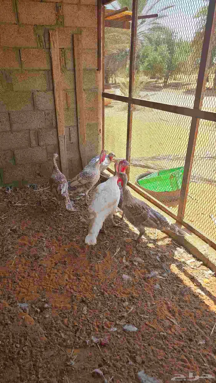 دجاج رومي بياض 2