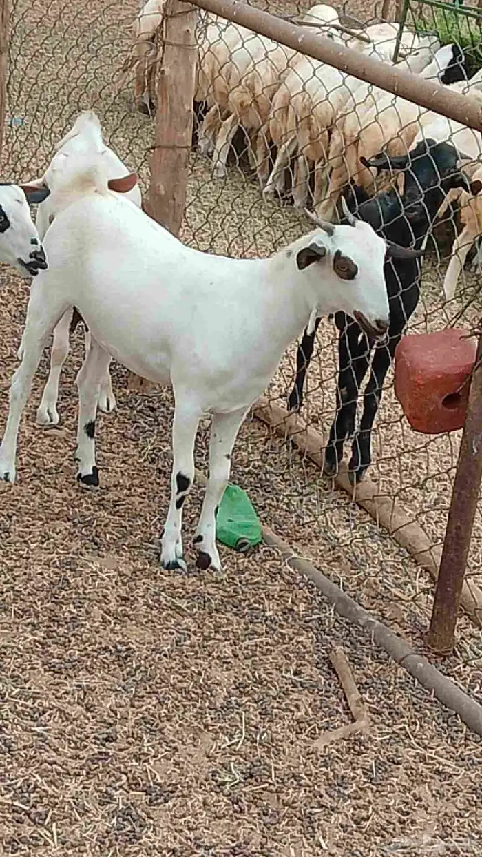 معنا جفار مزايين رقم واحد 7