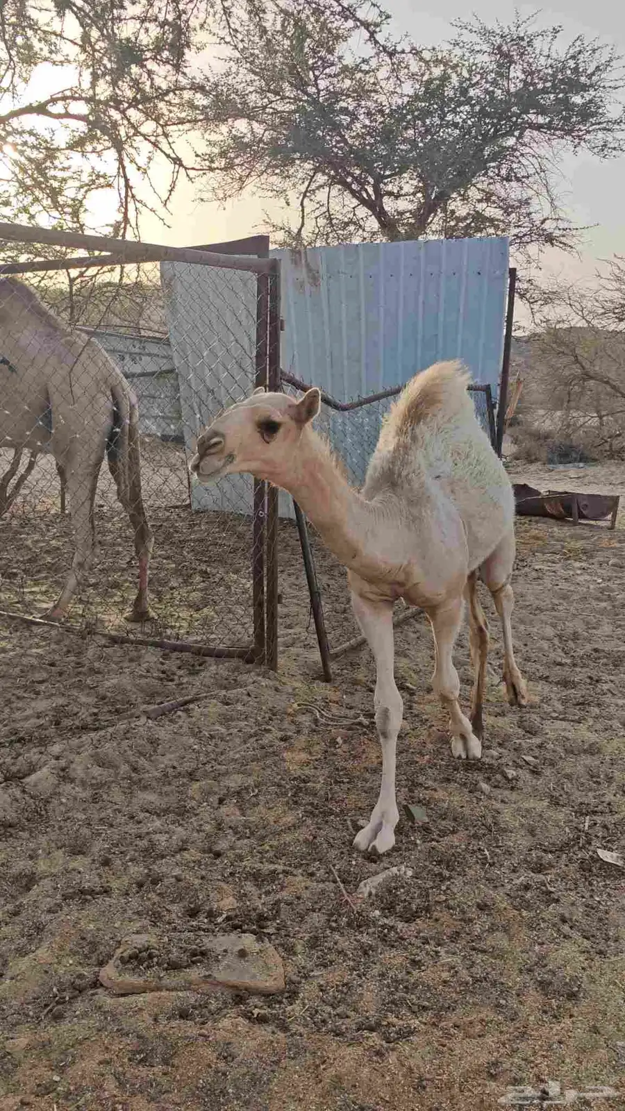 قعود للبيع عمره سته شهور 0