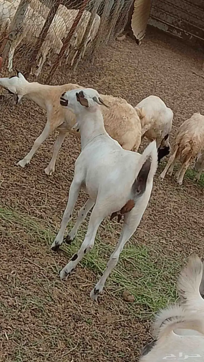 معنا جفار مزايين رقم واحد 9