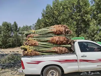 نخل طيب متواجد في مكه الطائف جده النخل خلاص سكري رشودي يموت 6