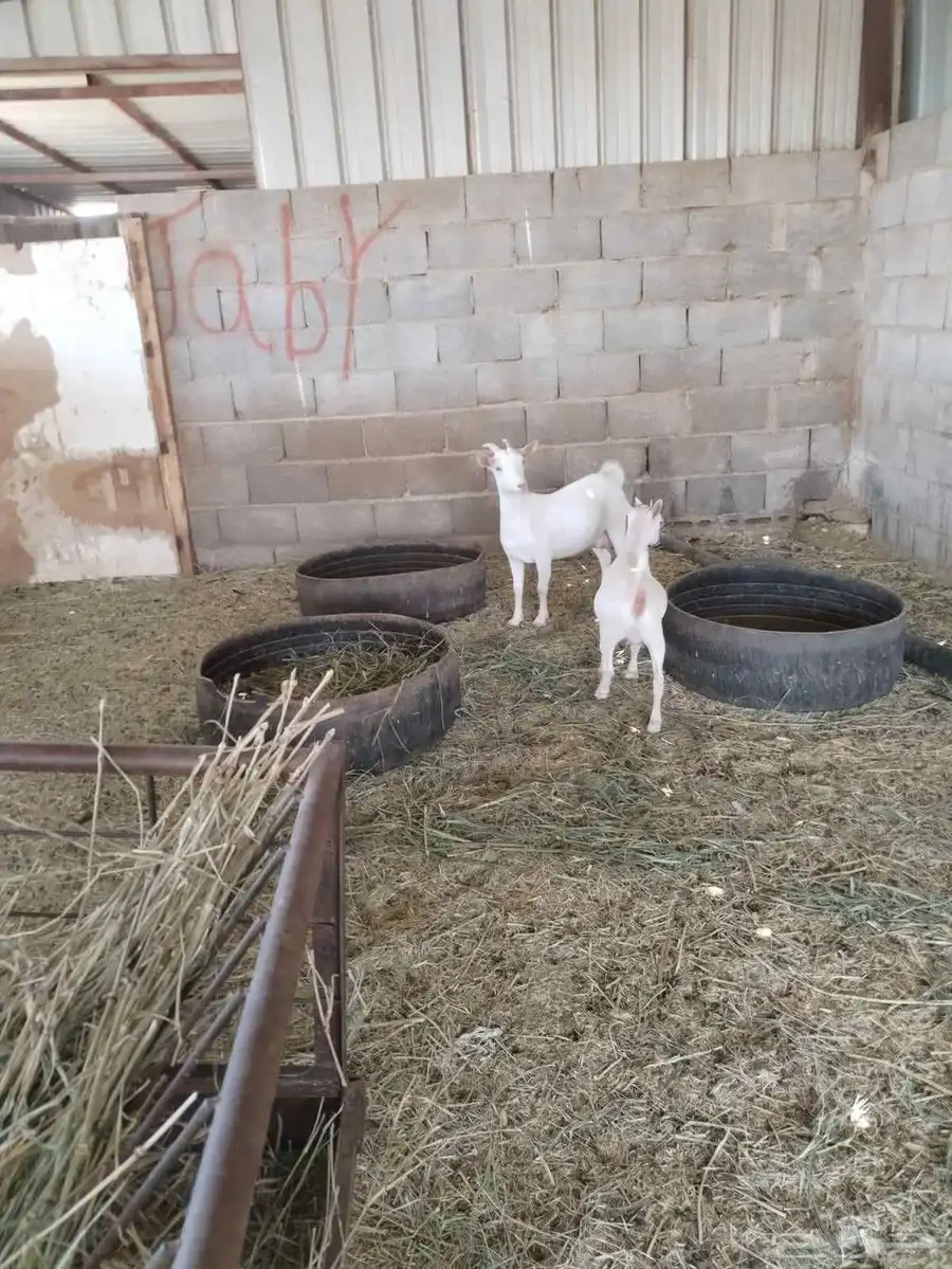 للبيع عنز قزميه بيور تشيكي و جفره 1