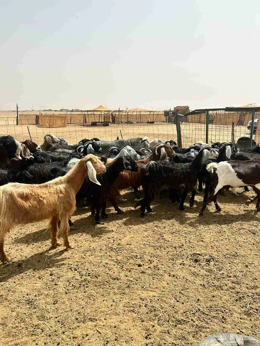 معزا مشاريك وعوارض بلفحول ب630 2