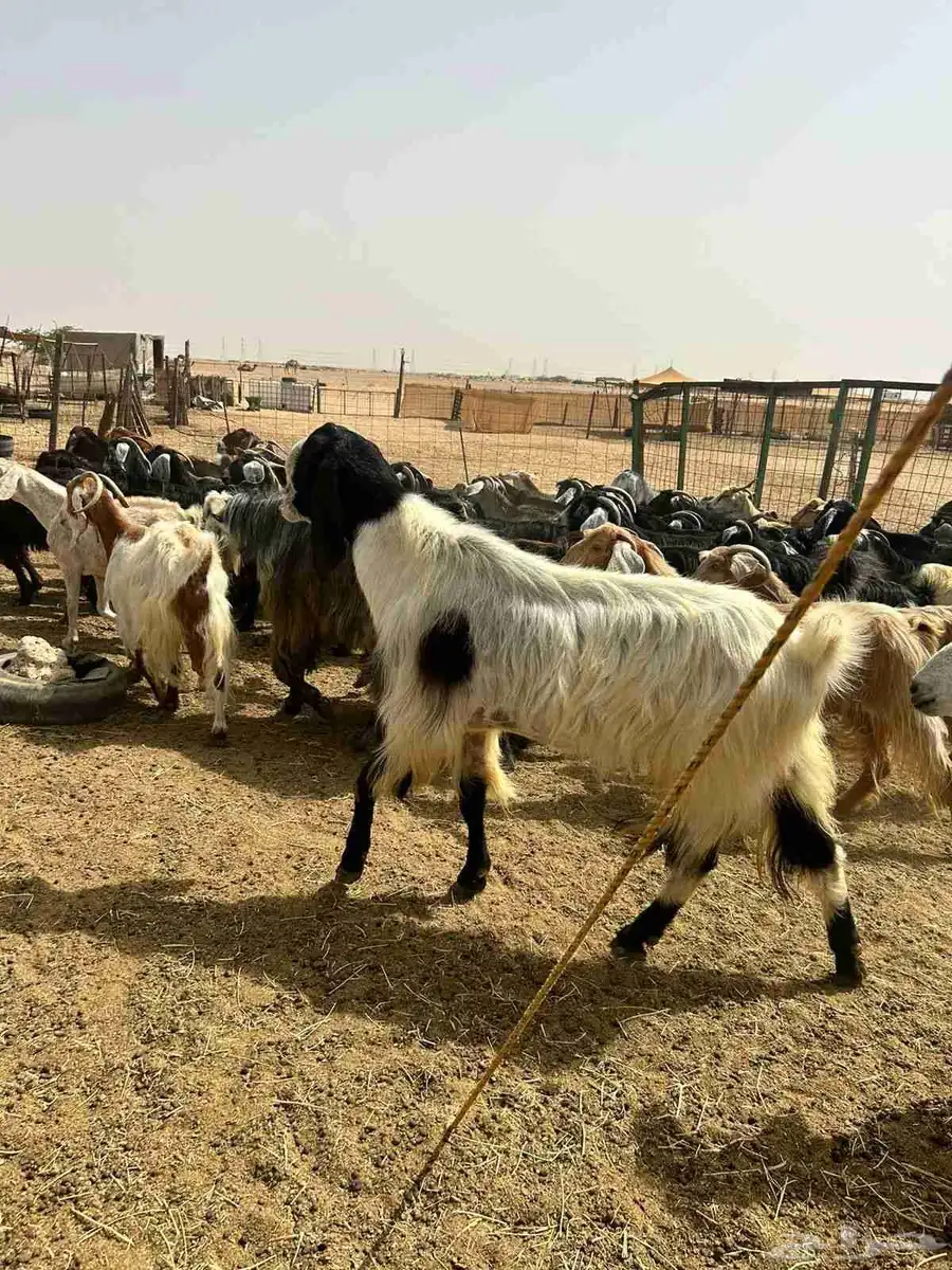 معزا مشاريك وعوارض بلفحول ب630 4