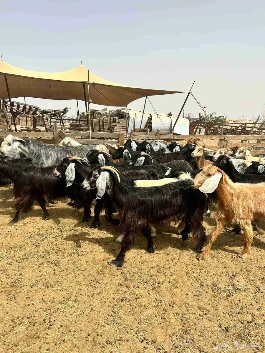 معزا مشاريك وعوارض بلفحول ب630 0