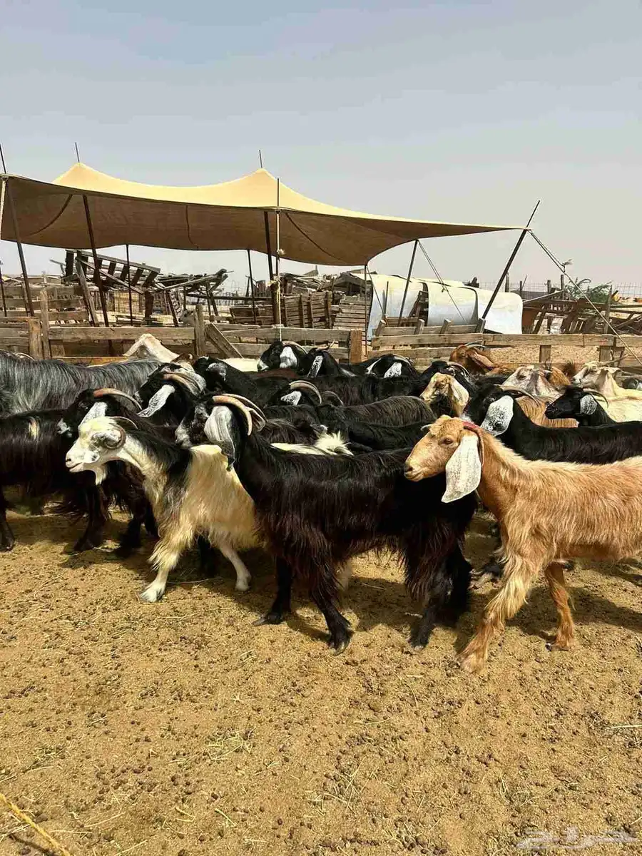 معزا مشاريك وعوارض بلفحول ب630 1