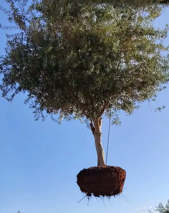 يوجد لدينا زيتون معمر مثمر جميع الأحجام ويوجد وسط ويوجد شتلا 0