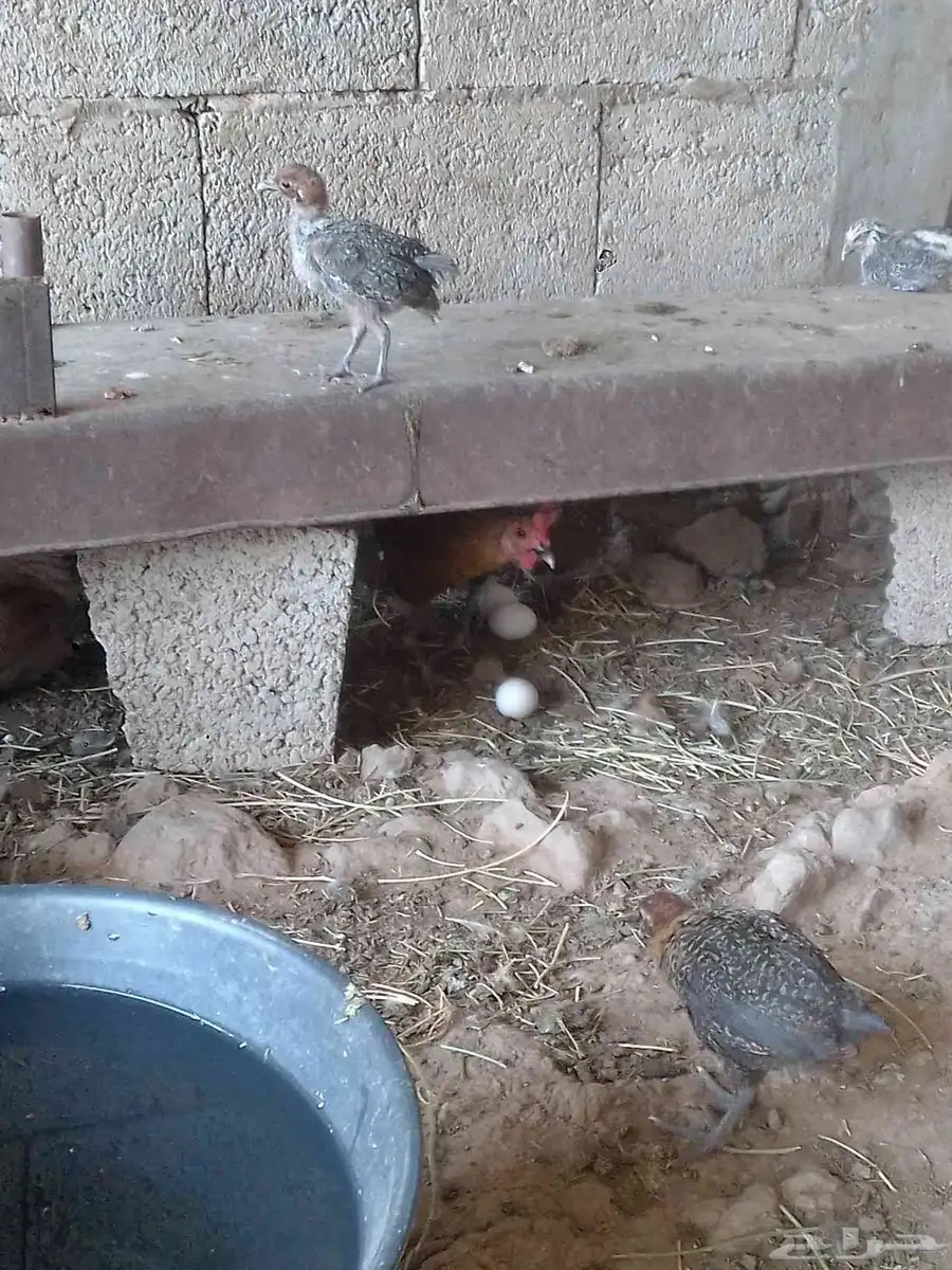 يوجد لدينا دجاج بلدي وحجل 4