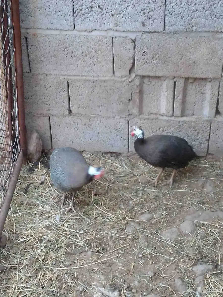 يوجد لدينا دجاج بلدي وحجل 2