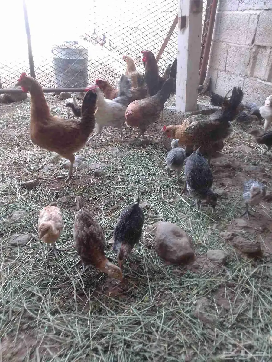 يوجد لدينا دجاج بلدي وحجل 8