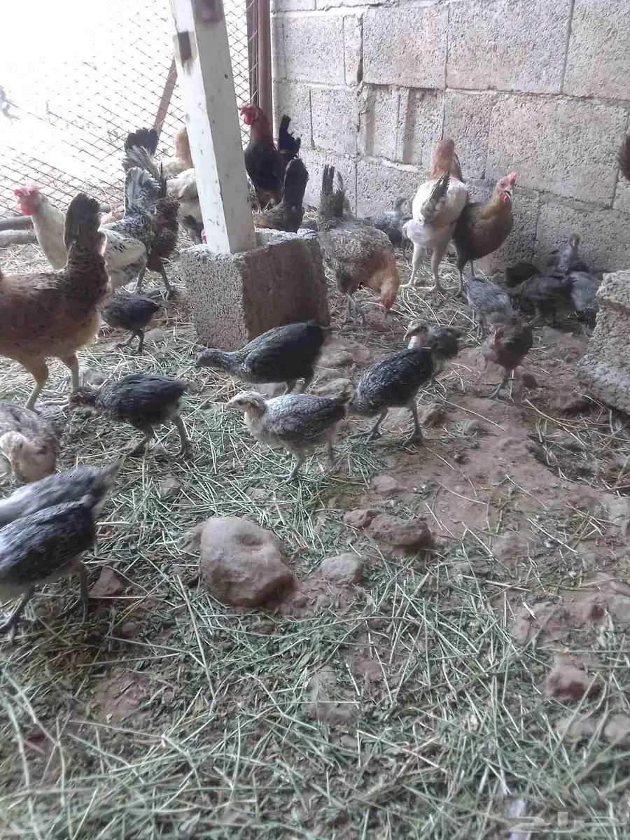 يوجد لدينا دجاج بلدي وحجل 9