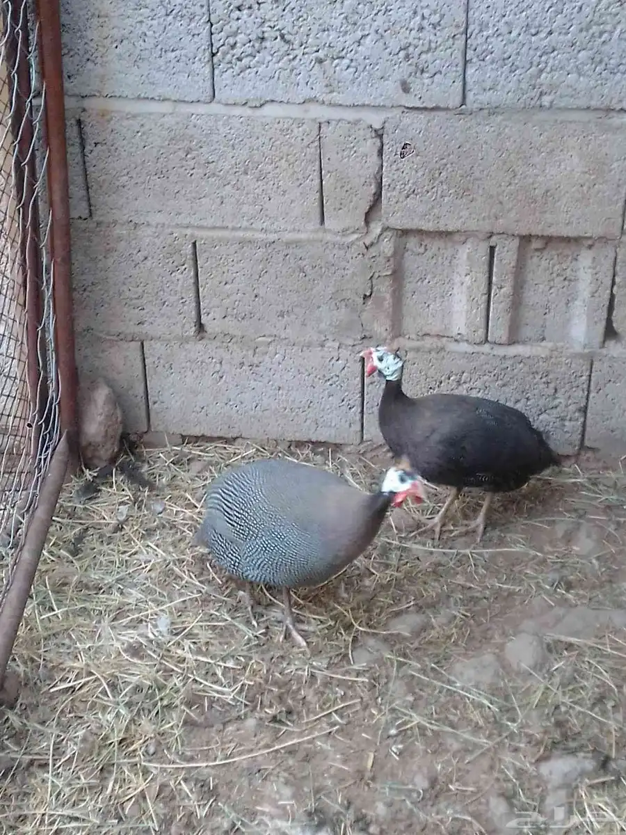 يوجد لدينا دجاج بلدي وحجل 1