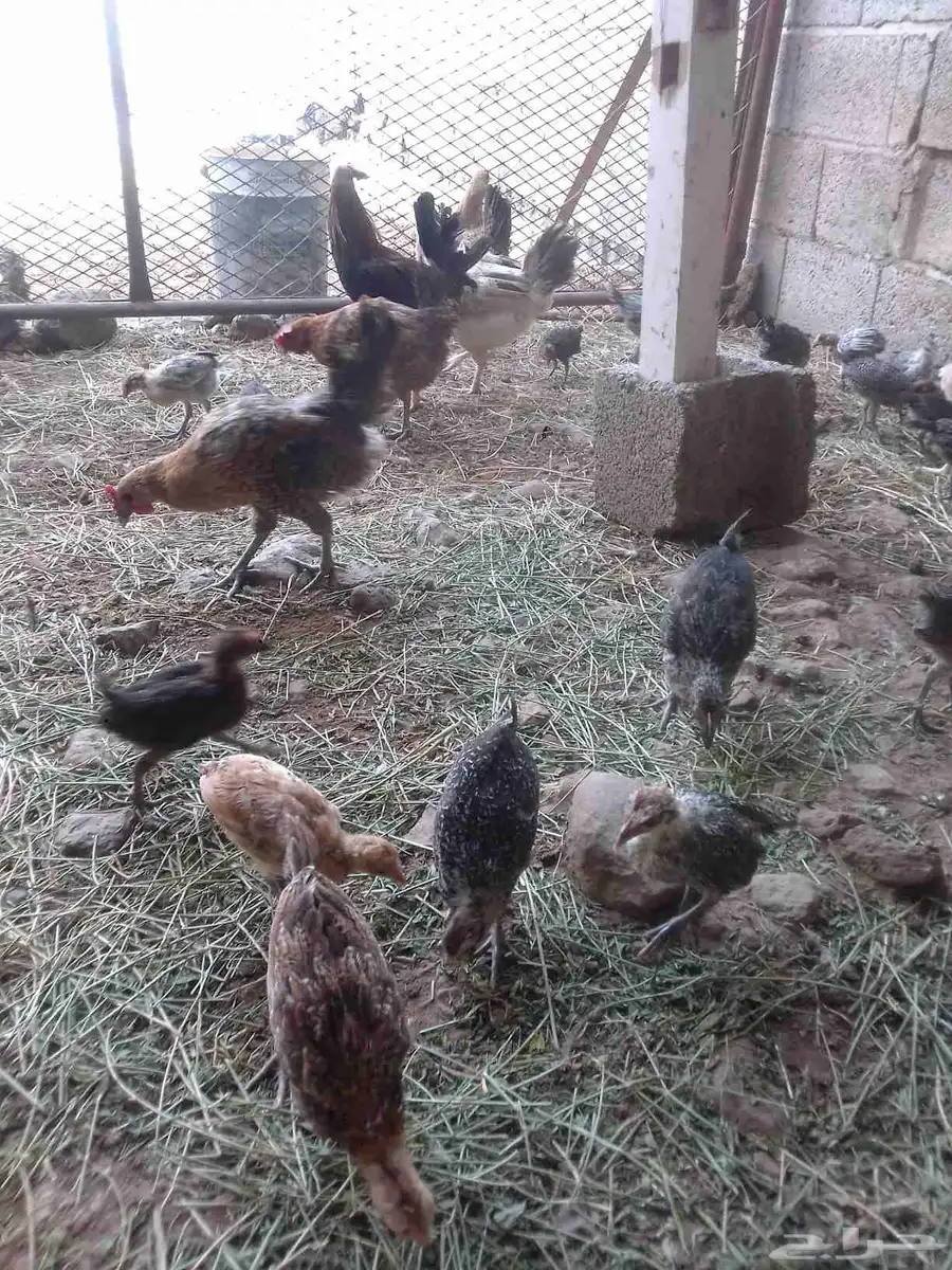 يوجد لدينا دجاج بلدي وحجل 7