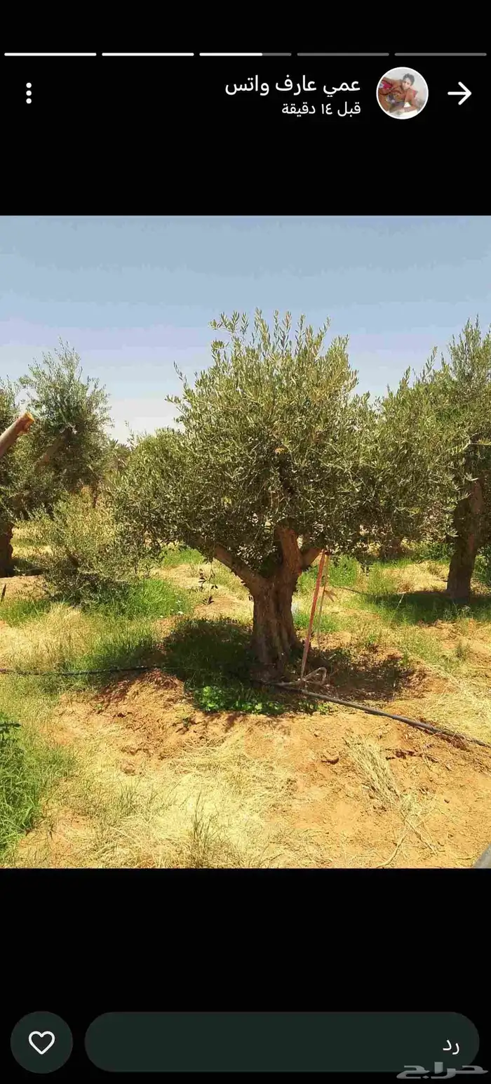 يوجد لدينا زيتون معمر مثمر جميع الأحجام ويوجد وسط ويوجد شتلا 6