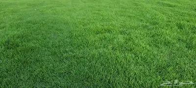 إنجيلة سي 2000 طبيعي درجه اولى 7
