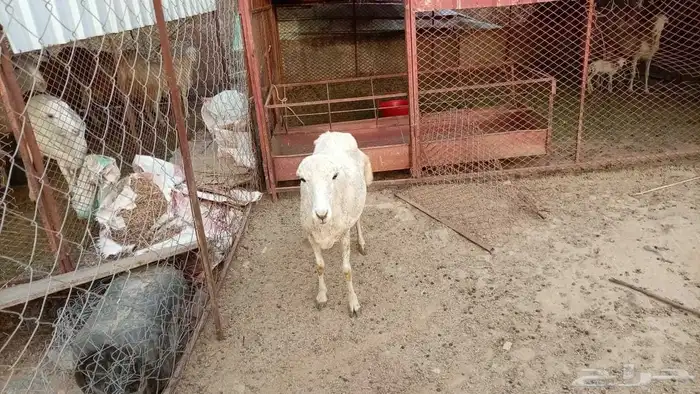 نعجه بلدي ابنها مات عمره فوق الشهرين 1