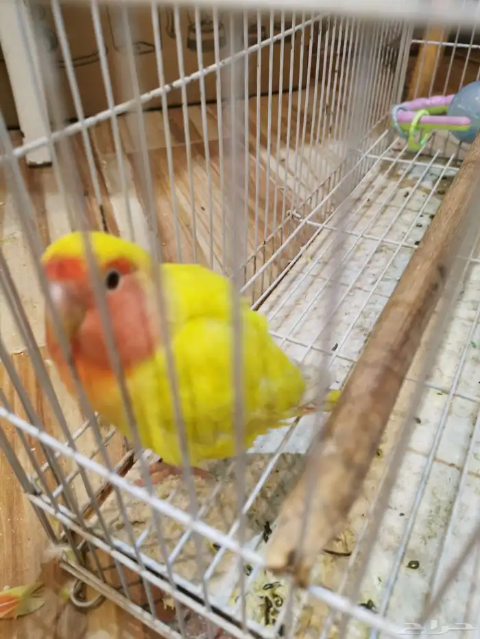 فردتين روز 1