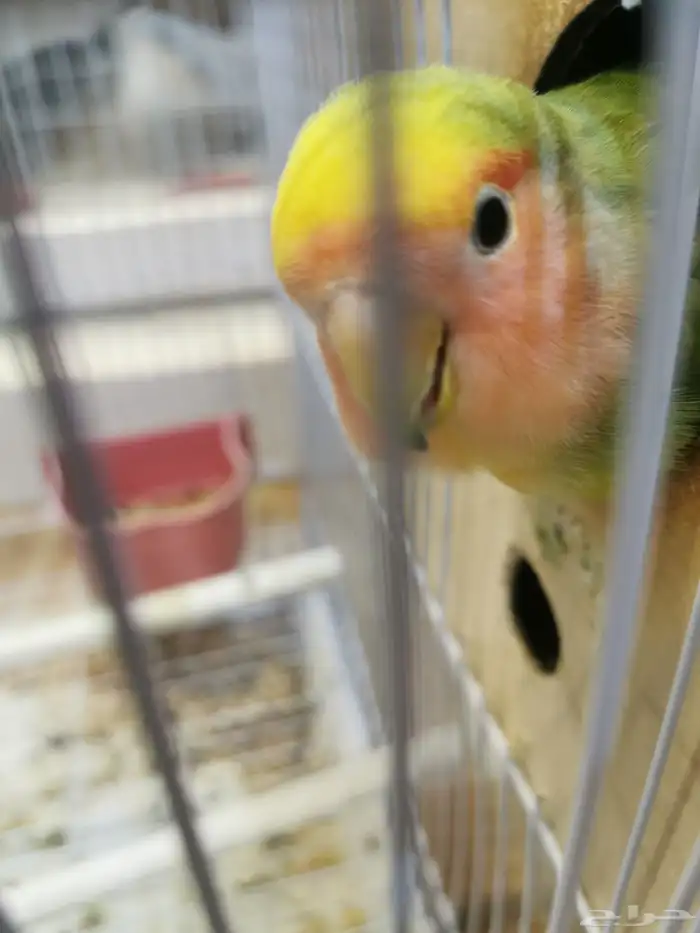 فردتين روز 2